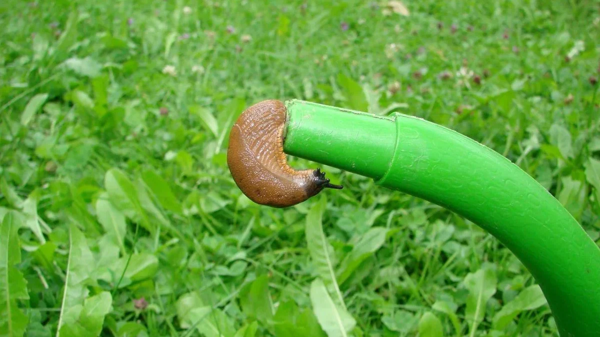 Drip emitters watering at the base of pepper plants in a garden bed