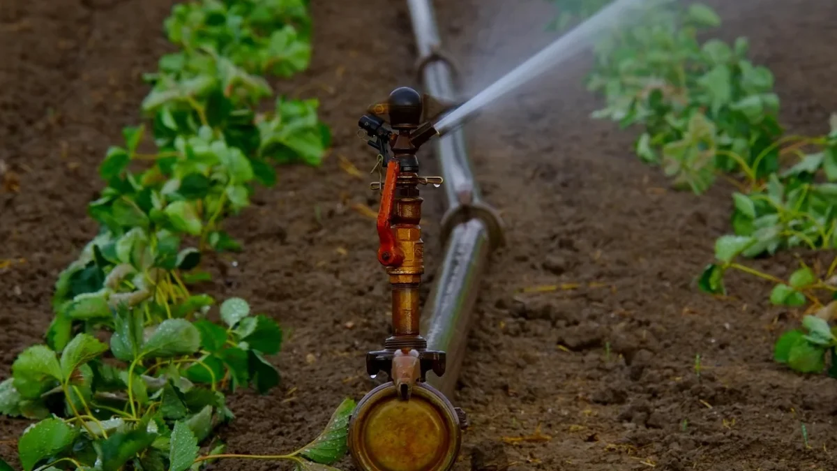 Hand pushing warm drip tubing onto a barbed tee fitting in a garden bed