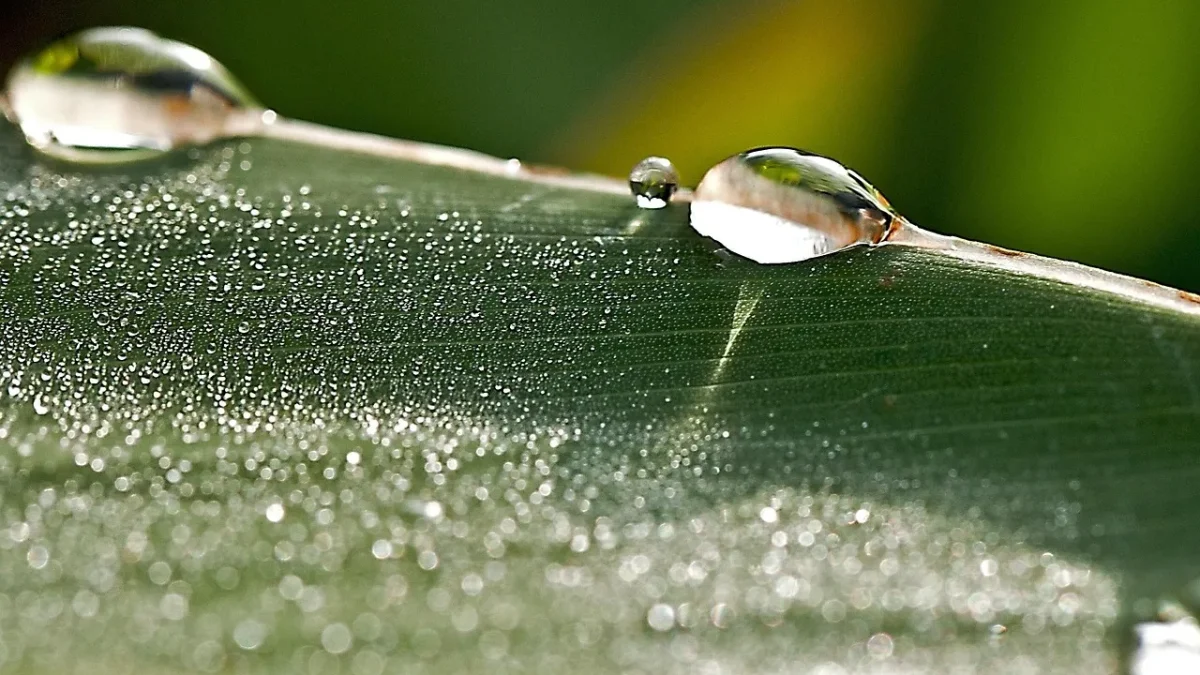 Drip irrigation tubing running downhill across a landscaped garden slope