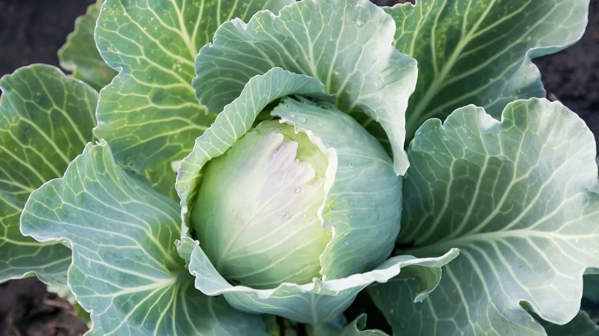 Quarter inch drip tubing with emitters running along a raised vegetable bed