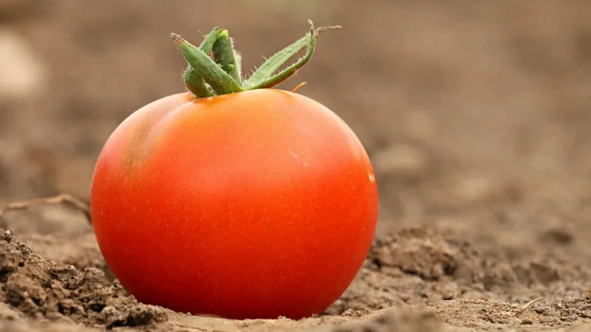 A 1 GPH drip emitter watering the base of a tomato plant in summer sun