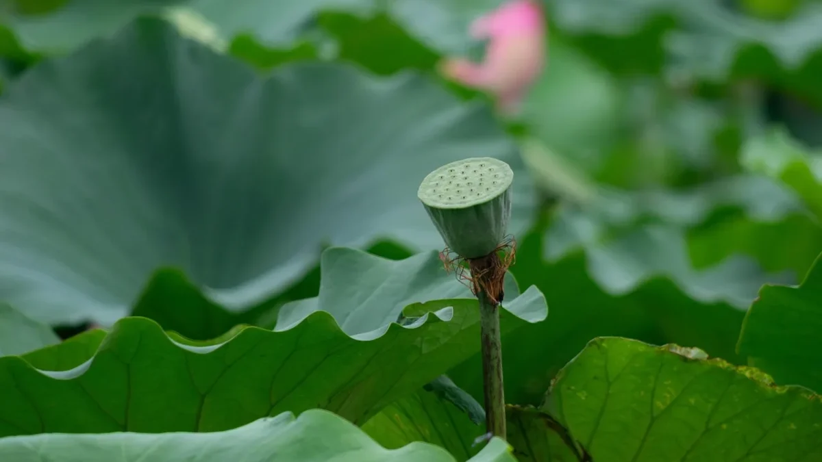 A plastic drip tubing stake holding half inch black poly tubing flat against garden soil