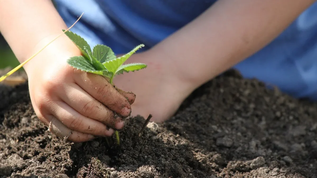 A drip emitter releasing water at the base of a young vegetable plant in a garden bed