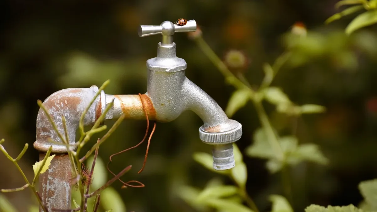 Drip emitter releasing water into soil at the base of a rose bush