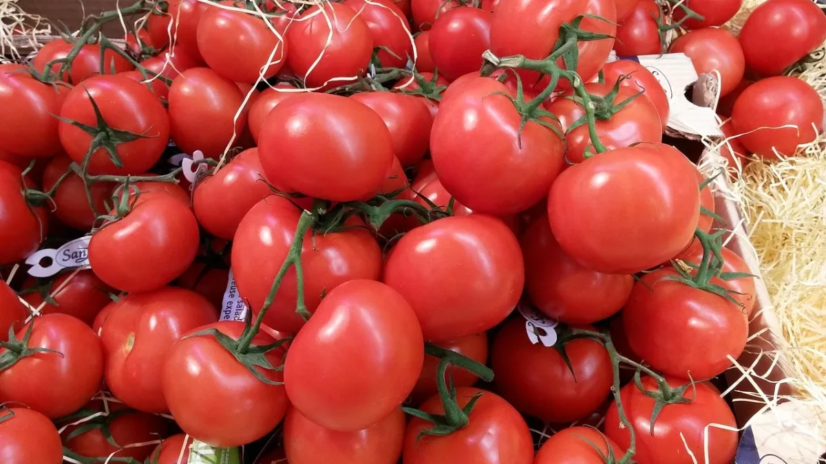 Mature caged tomato plant with drip tubing running along the bed